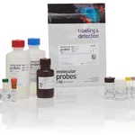 Thermo Fisher Scientific APO-BrdU TUNEL Assay Kit, with Alexa Fluor 488 Anti-BrdU