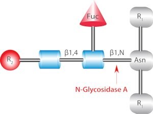 Merck GLYCOPEPTIDASE A FROM ALMONDS