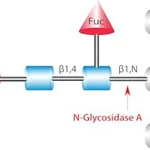Merck GLYCOPEPTIDASE A FROM ALMONDS