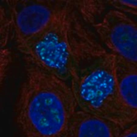 Merck Anti-ZNF202 antibody produced in rabbit