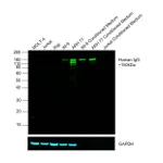 Thermo Fisher Scientific Goat anti-Human IgG Fc Cross-Adsorbed Secondary Antibody, DyLight 800