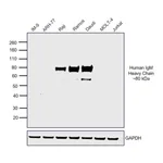 Thermo Fisher Scientific F(ab`)2-Goat anti-Human IgM (Heavy chain) Secondary Antibody, HRP