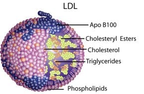 Merck LIPOPROTEIN, LOW DENSITY, HUMAN