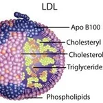 Merck LIPOPROTEIN, LOW DENSITY, HUMAN