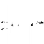 Merck RABBIT ANTI-MOUSE IGG (WHOLE MOLECULE) &