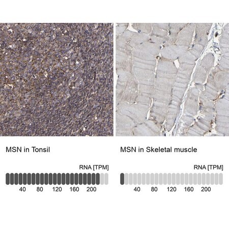 Merck Anti-MSN antibody produced in rabbit