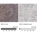 Merck Anti-MSN antibody produced in rabbit