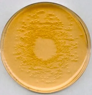 Merck Nutrient AgarNutriSelect Plus