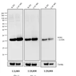 Thermo Fisher Scientific Goat anti-Mouse IgG (H+L) Cross-Adsorbed Secondary Antibody, AP