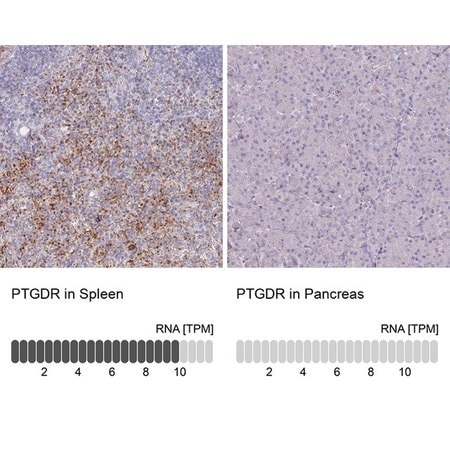 Merck Anti-PTGDR antibody produced in rabbit