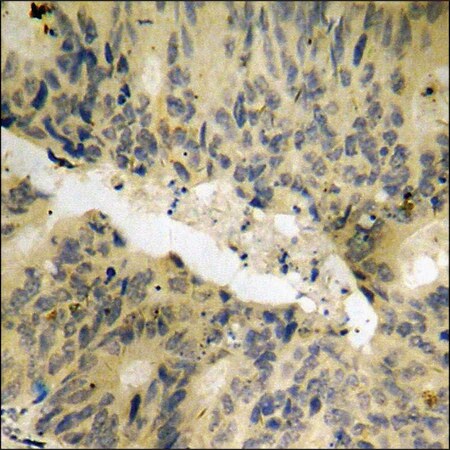 Merck Anti-phospho-PAK2 (pSer141) antibody produced in rabbit