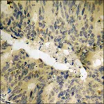Merck Anti-phospho-PAK2 (pSer141) antibody produced in rabbit