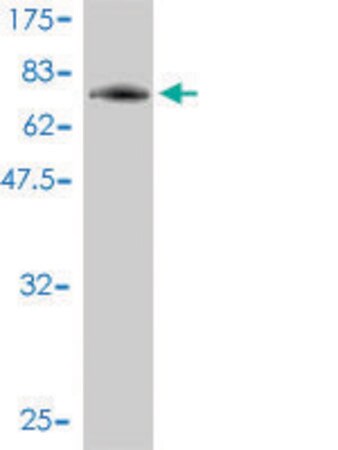 Merck Monoclonal Anti-PIGO antibody produced in mouse
