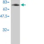 Merck Monoclonal Anti-PIGO antibody produced in mouse