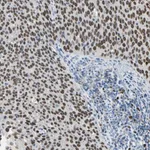 Merck Anti-ZKSCAN3 antibody produced in rabbit