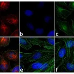 Thermo Fisher Scientific Goat anti-Mouse IgG (H+L) Secondary Antibody, Rhodamine