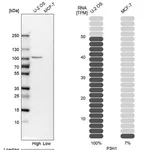 Merck Anti-P3H1 antibody produced in rabbit