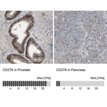 Merck Anti-CD276 antibody produced in rabbit
