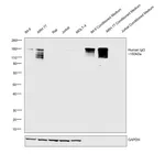 Thermo Fisher Scientific Mouse anti-Human IgG Fc (CH2 domain) Secondary Antibody, HRP