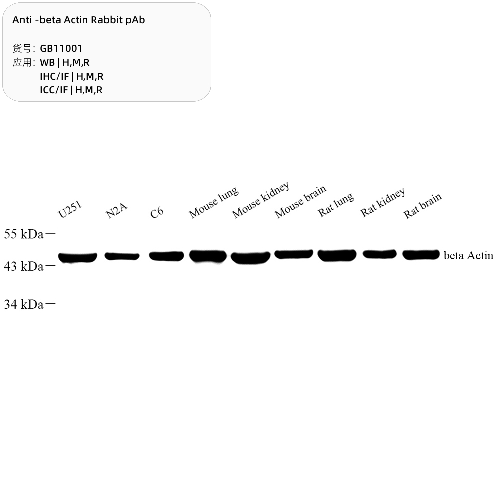 Servicebio Anti -beta Actin Rabbit pAb