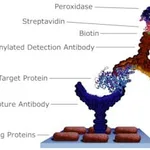 Merck STREPTAVIDIN FROM STREPTOMYCES AVIDINII