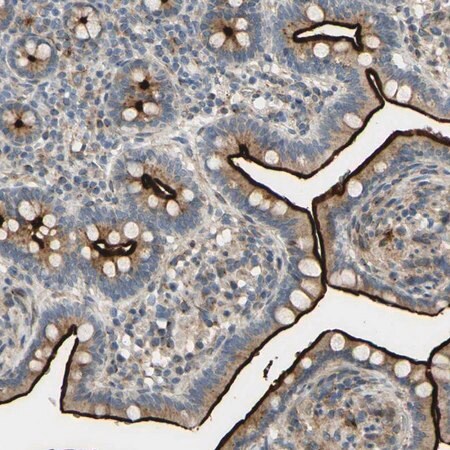 Merck Anti-ARHGAP1 antibody produced in rabbit