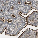 Merck Anti-ARHGAP1 antibody produced in rabbit