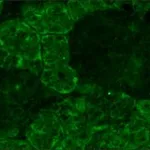 Merck MONOCLONAL ANTI-OPSIN ANTIBODY PRODUCE&