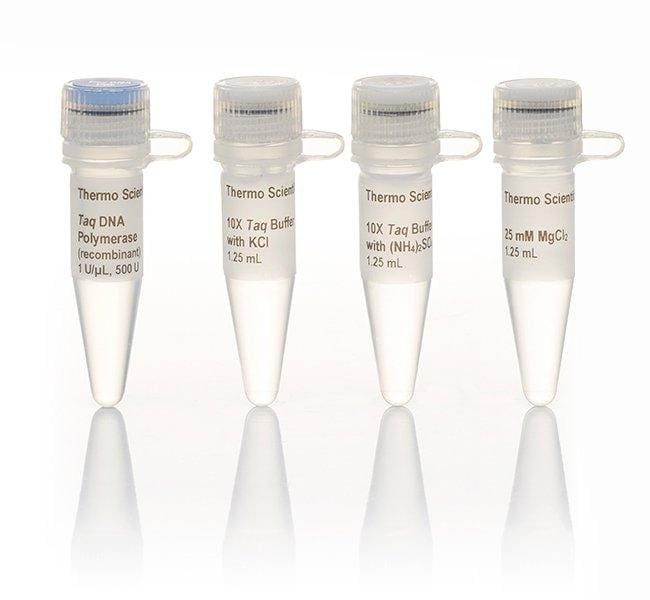 Thermo Fisher Scientific Taq DNA Polymerase, recombinant (1 U/μL)