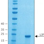 Merck LEUKEMIA INHIBITORY FACTOR FROM MOUSE&