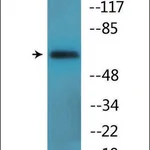 Merck Anti-phospho-Moesin/Ezrin/Radixin (pThr558) antibody produced in rabbit