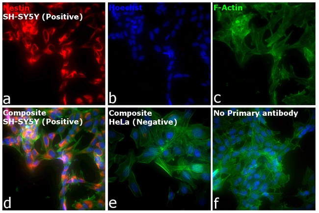 Thermo Fisher Scientific F(ab`)2-Goat anti-Mouse IgG (H+L) Cross-Adsorbed Secondary Antibody, Alexa Fluor Plus 555