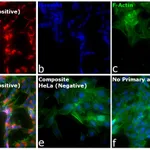 Thermo Fisher Scientific F(ab`)2-Goat anti-Mouse IgG (H+L) Cross-Adsorbed Secondary Antibody, Alexa Fluor Plus 555