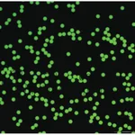 Thermo Fisher Scientific Fluoro-Max Dyed Green Aqueous Fluorescent Particles, 1μm
