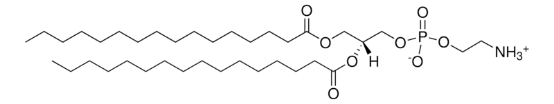 Merck 16:0 PE