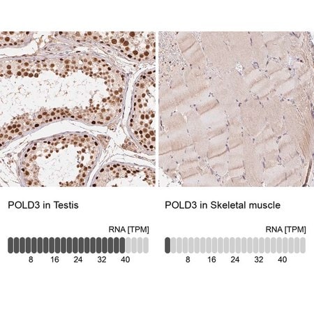 Merck Anti-POLD3 antibody produced in rabbit