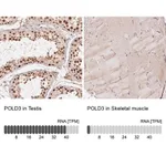 Merck Anti-POLD3 antibody produced in rabbit