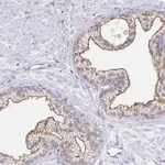 Atlas Antibodies Anti-TAS1R3 Antibody