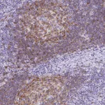 Atlas Antibodies Anti-TAS2R39 Antibody