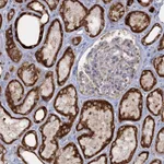 Atlas Antibodies Anti-TAS1R1 Antibody