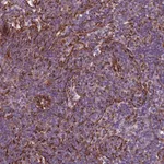 Atlas Antibodies Anti-TAS2R38 Antibody