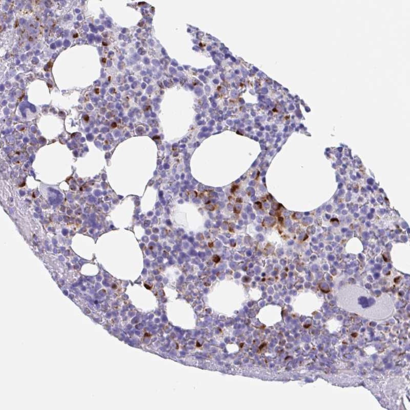 Atlas Antibodies Anti-TAS2R41 Antibody