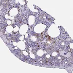 Atlas Antibodies Anti-TAS2R41 Antibody