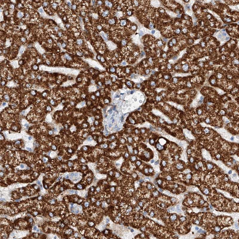 Atlas Antibodies Anti-TAS2R60 Antibody