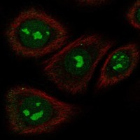 Atlas Antibodies Anti-TAS2R5 Antibody