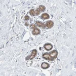 Atlas Antibodies Anti-TATDN1 Antibody