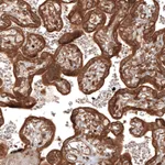 Atlas Antibodies Anti-TAX1BP1 Antibody