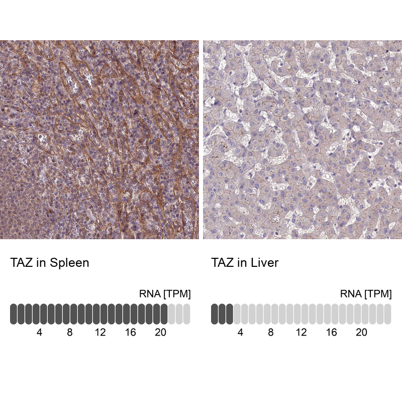 Atlas Antibodies Anti-TAZ Antibody