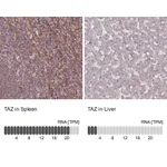Atlas Antibodies Anti-TAZ Antibody