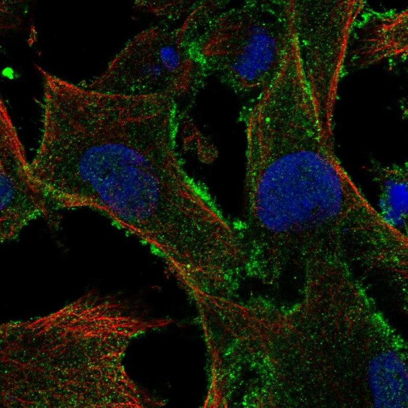 Atlas Antibodies Anti-TBC1D10A Antibody